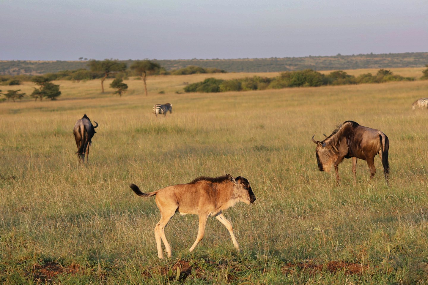A wildebeest calf walks through tall grass in the savannah.