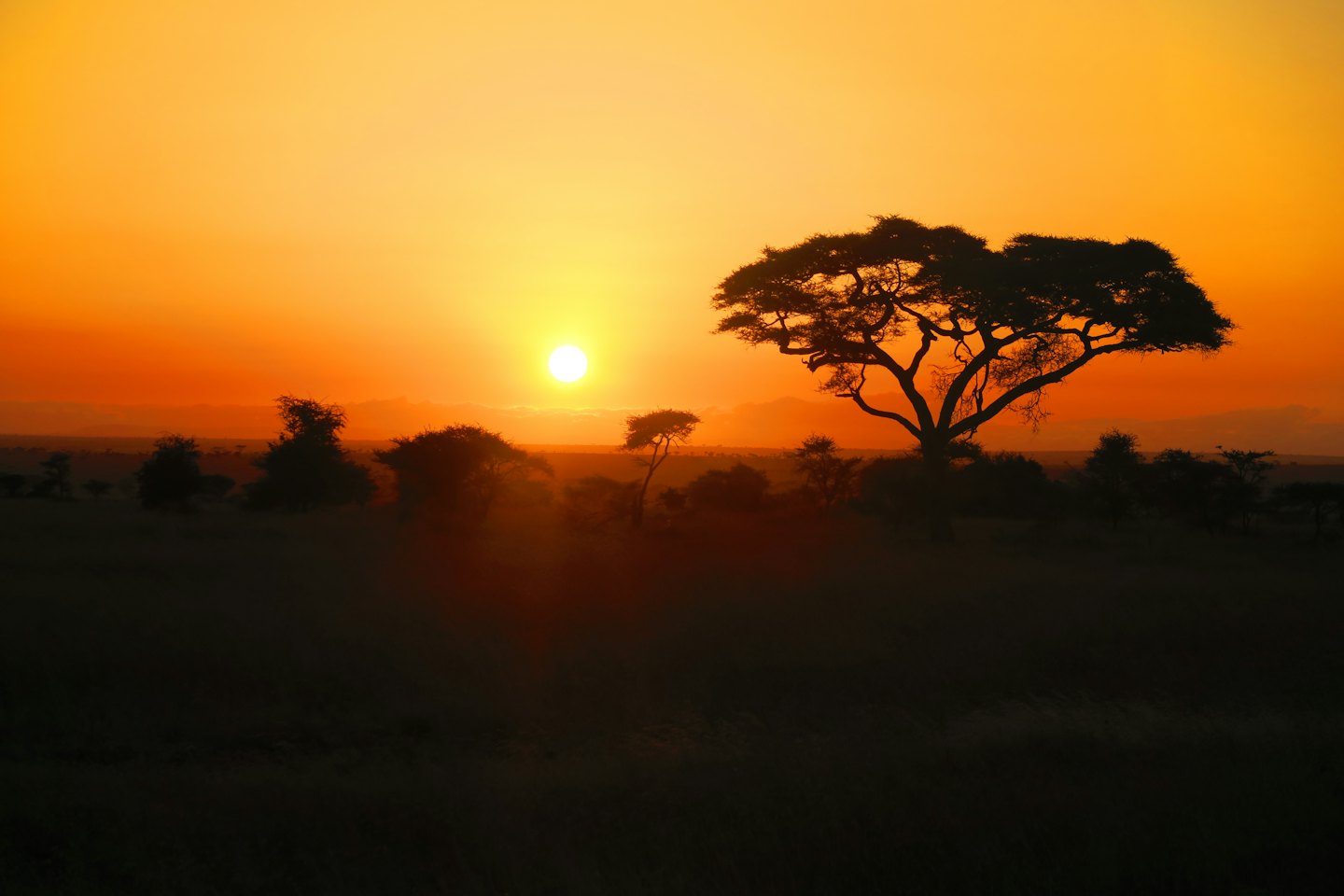 Acacia trees stand silhouetted against a bright sunset.