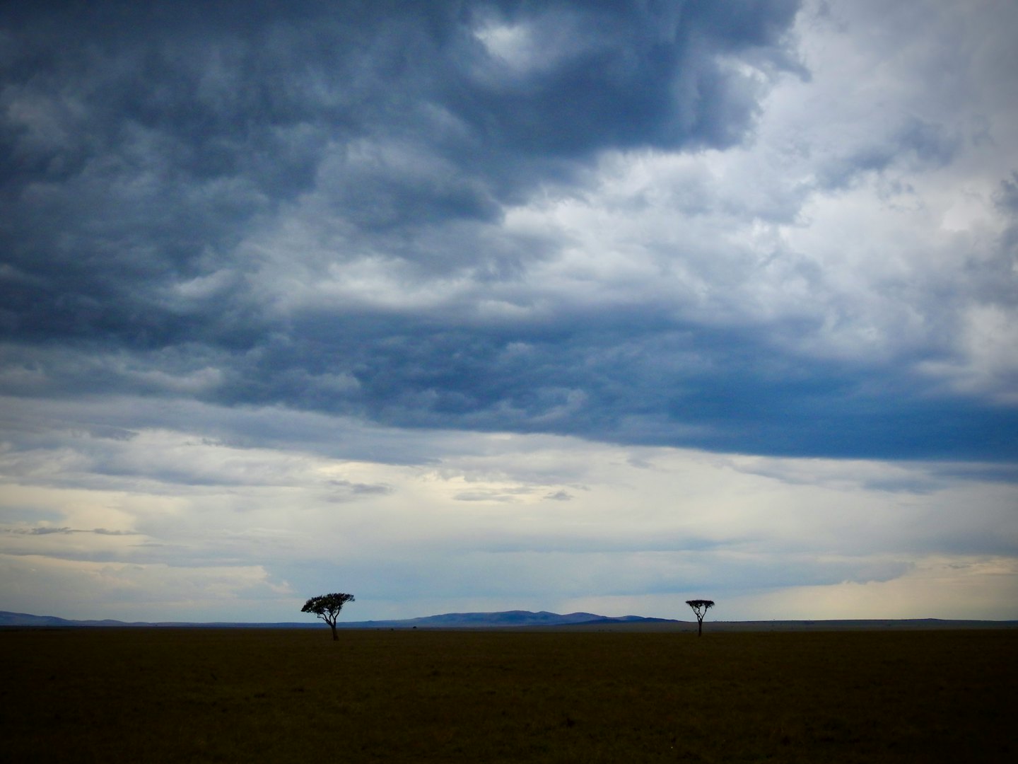 Two lone acacia trees stand on the vast grassy savanna.