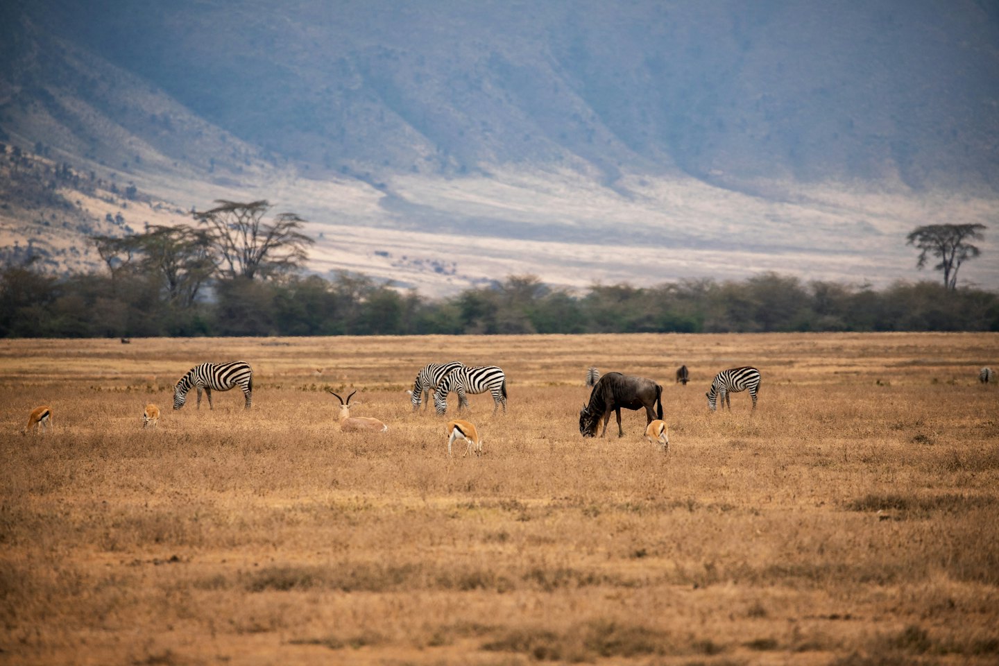 Zebras and antelopes graze on a dry savanna with distant hills.