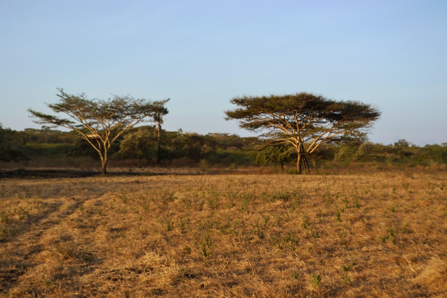 Two acacia trees on a dry savanna under a blue sky.